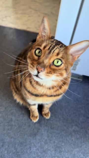 @TiggerthebrownBengal🇦🇺