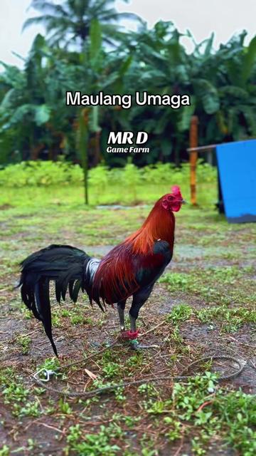 @MR D Game Farm