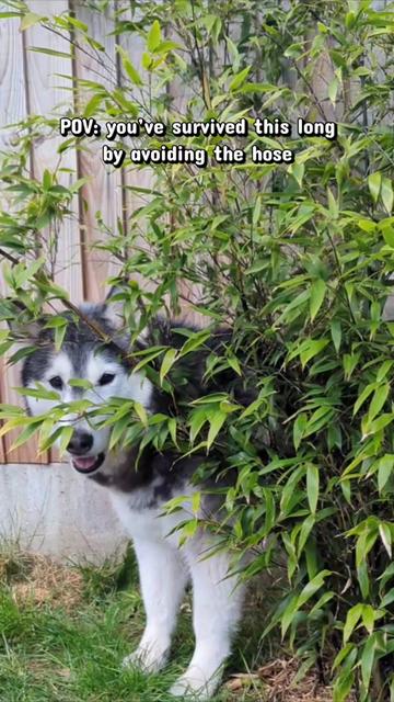 @Freya & Kuma