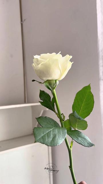 @May Peony Florist