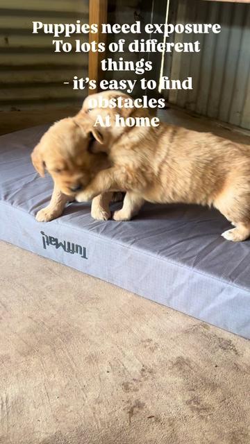 @HighCountryRetrievers