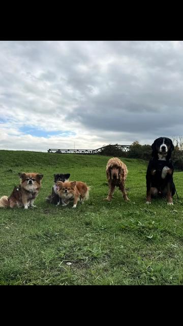 @DogWalk78