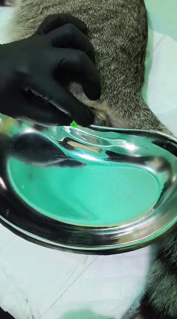 @Medayo Petcare