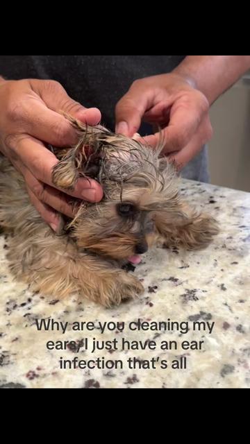 @Penny the Yorkie