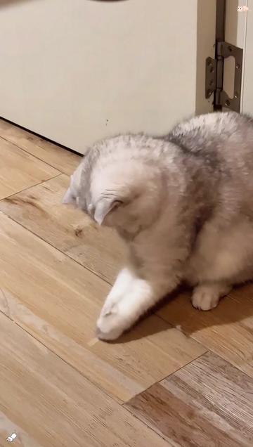 @funnyanimalvideo99