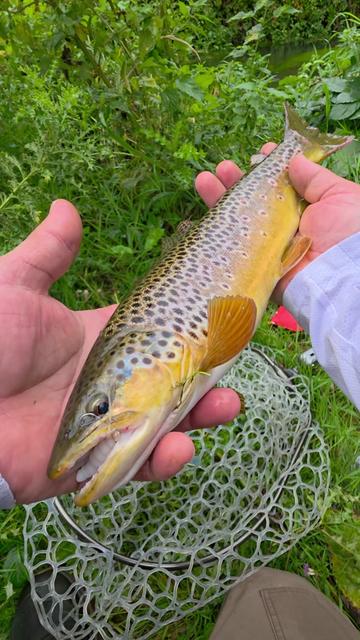 @BF Angler