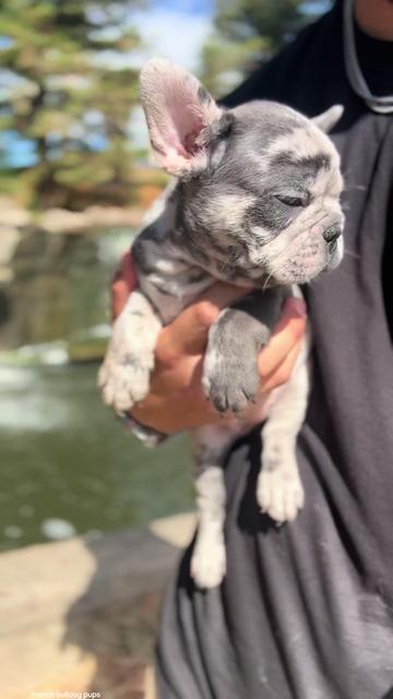 @TheFrenchieShop