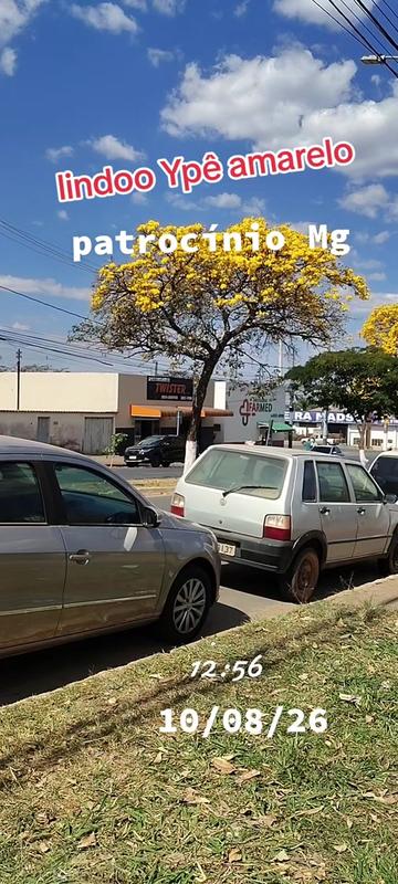 @aparecidamachado303