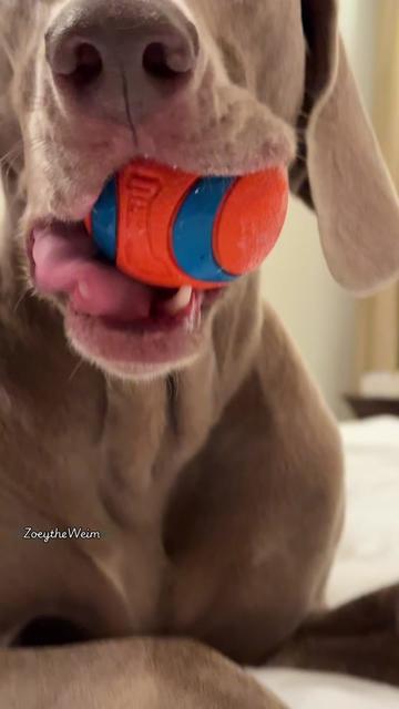 @Zoey the Weim