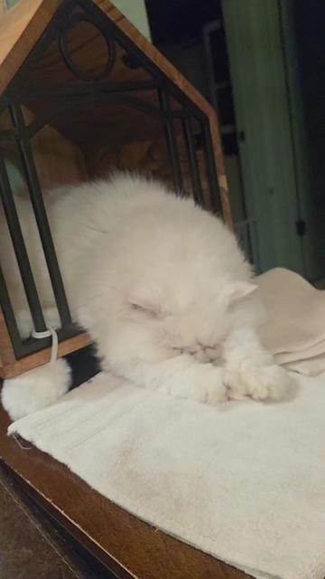 @South Texas Persian Rescue