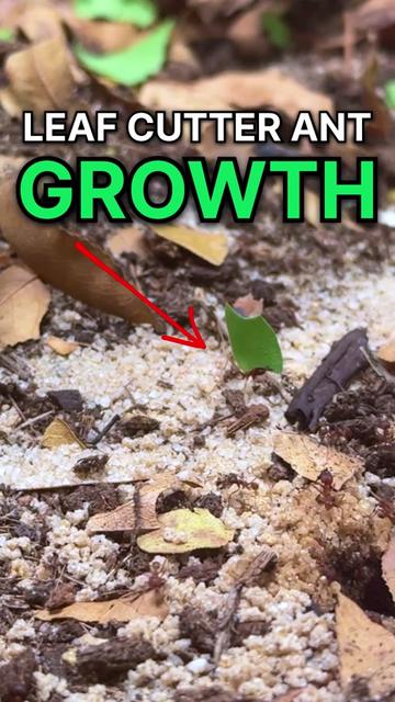 @Lights Camera Ants