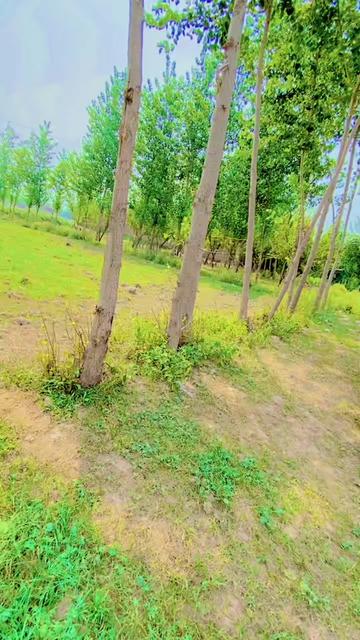 @kashiflhan12