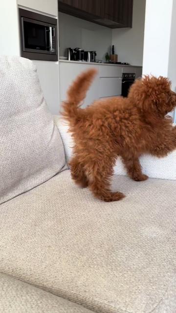 @peppermytoypoodle