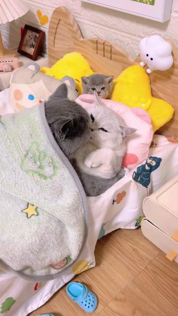 @The Kitten Council 😻😻