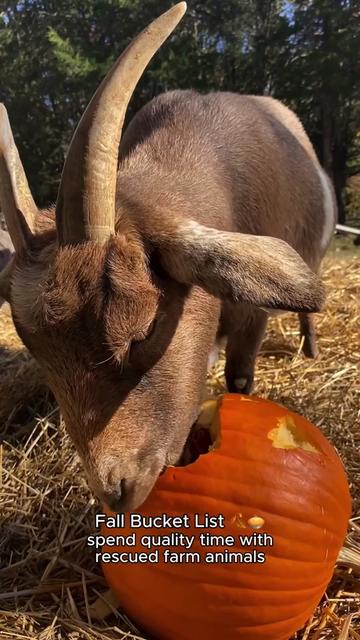 @The Gentle Barn | Sanctuary