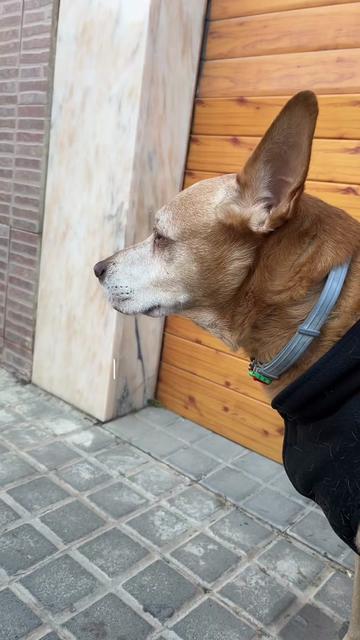 @Miscota · Tienda para mascotas