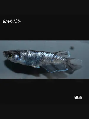 @gmmedaka.niigata