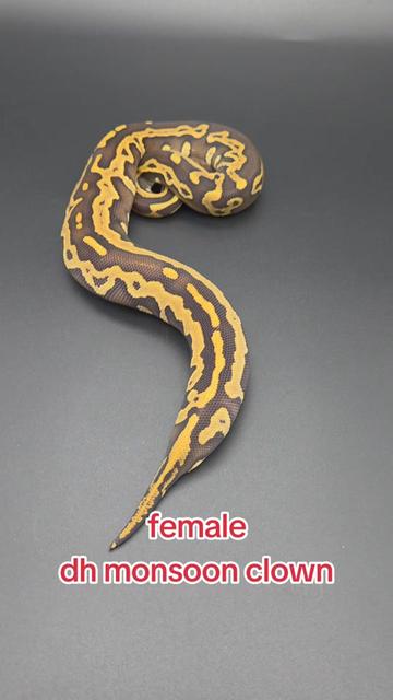 @Rikers Reptiles
