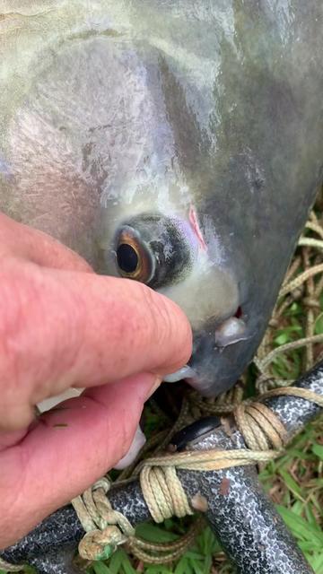 @Dimex Pescador