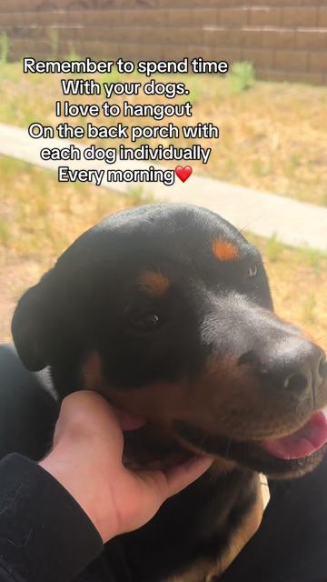 @tylerthek9trainer