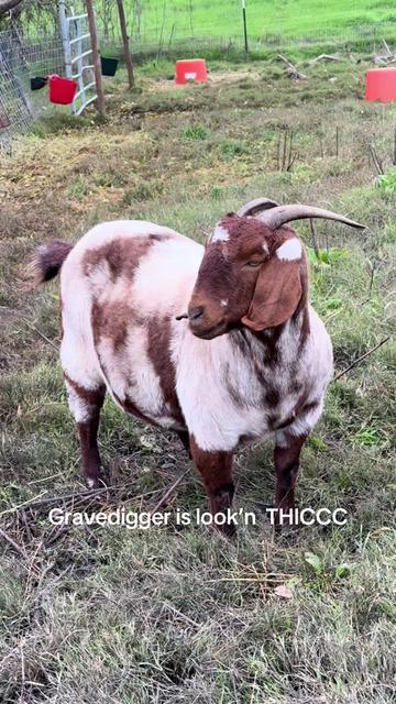 @Riverraisedboergoats
