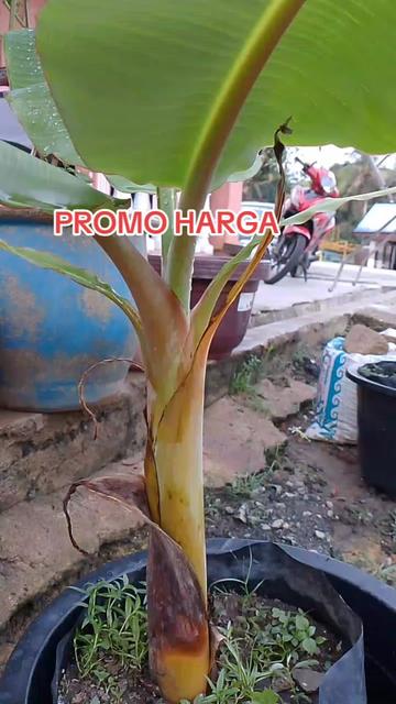 @SHAM LANCHANG