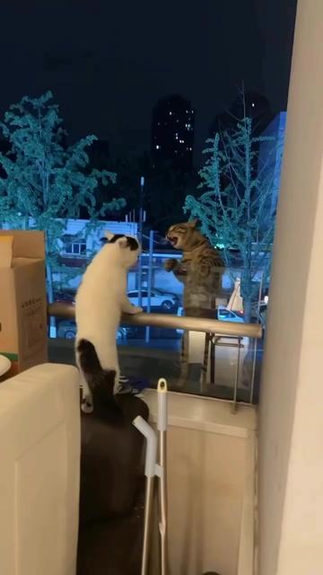 @animalsgonewildd