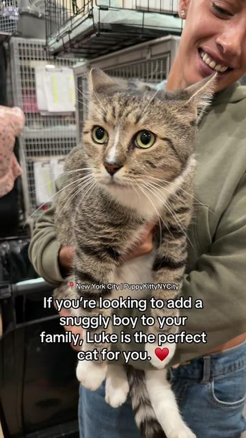 @Adopt a Pet