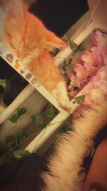 @marii ⋆౨ৎ˚⟡˖ ࣪