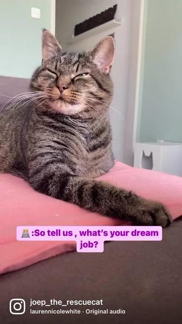 @Joep_the_ rescuecat