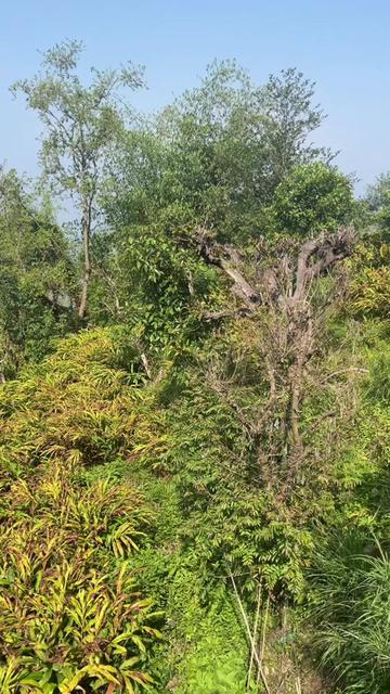 @Sunil Moktan tamang