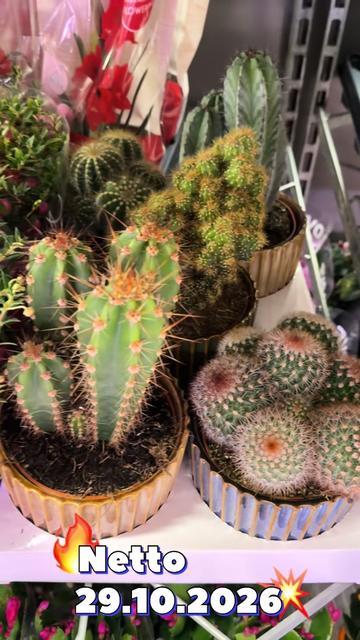 @maciej.plants