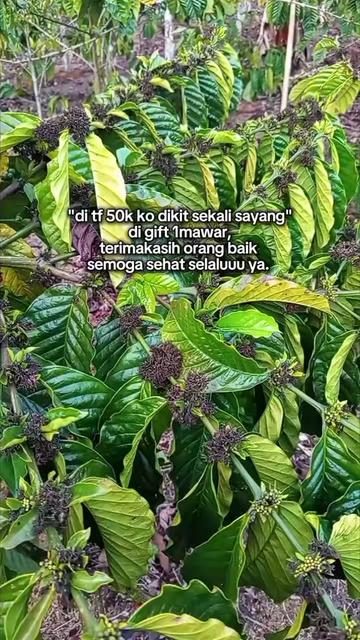@PetaniMuda