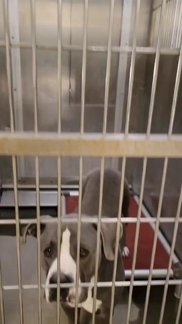@Cane Corsos