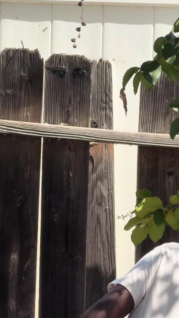 @reptileguyat