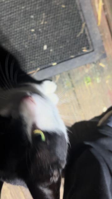 @Catlover313official