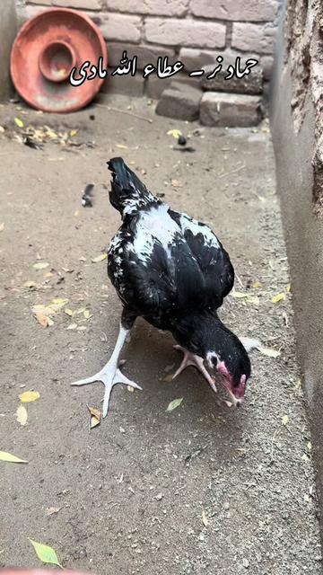 @Poultry Markaz