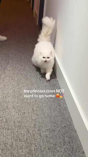 @Cleo the City Kitty
