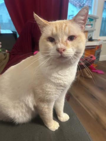 @FosterAngels