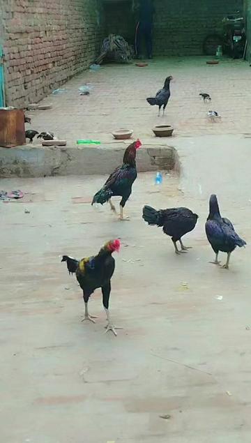 @shan Shah 222