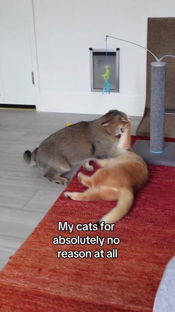 @tessie_cat_and_bert