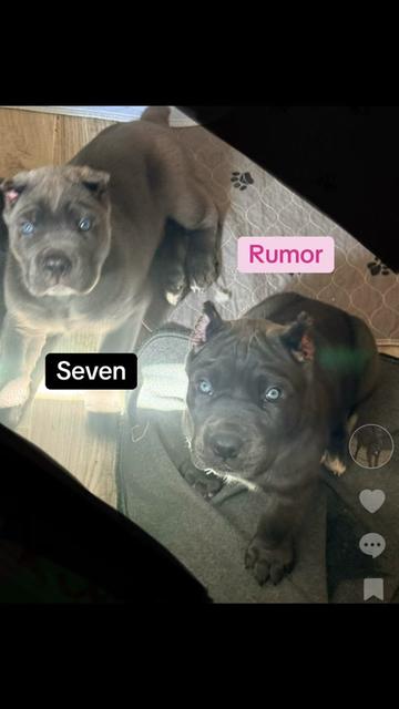 @AandMCaneCorsos