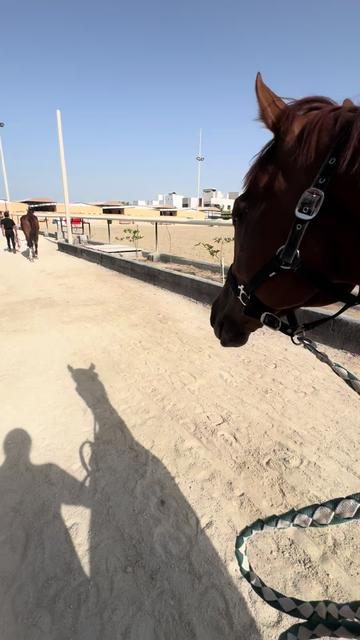 @Al Bosta Equestrian