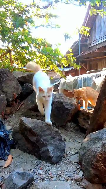 @Biru Cat's Family