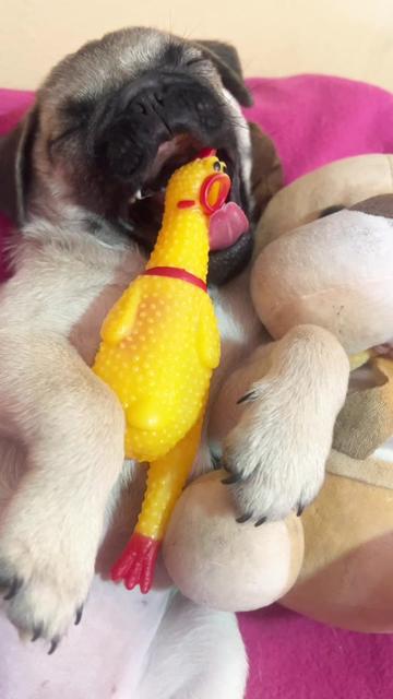 @Babypug