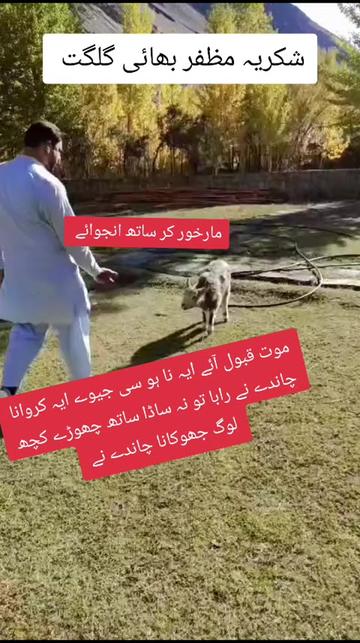 @Gullo Mehar