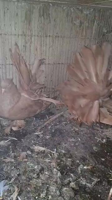 @royal birds