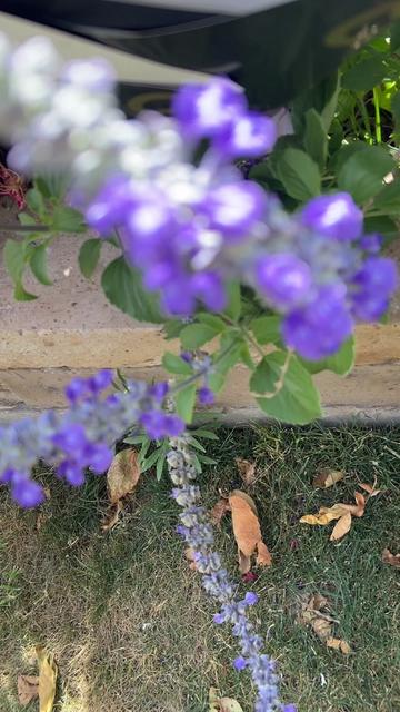 @boquete_byvictor💐