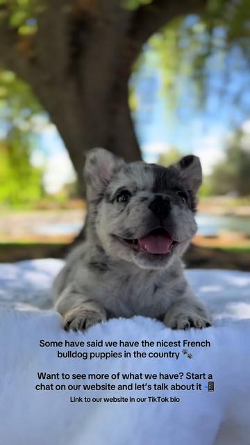 @TheFrenchieShop