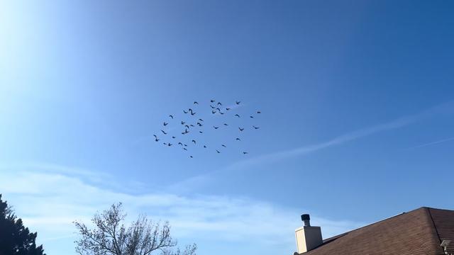 @Pigeons